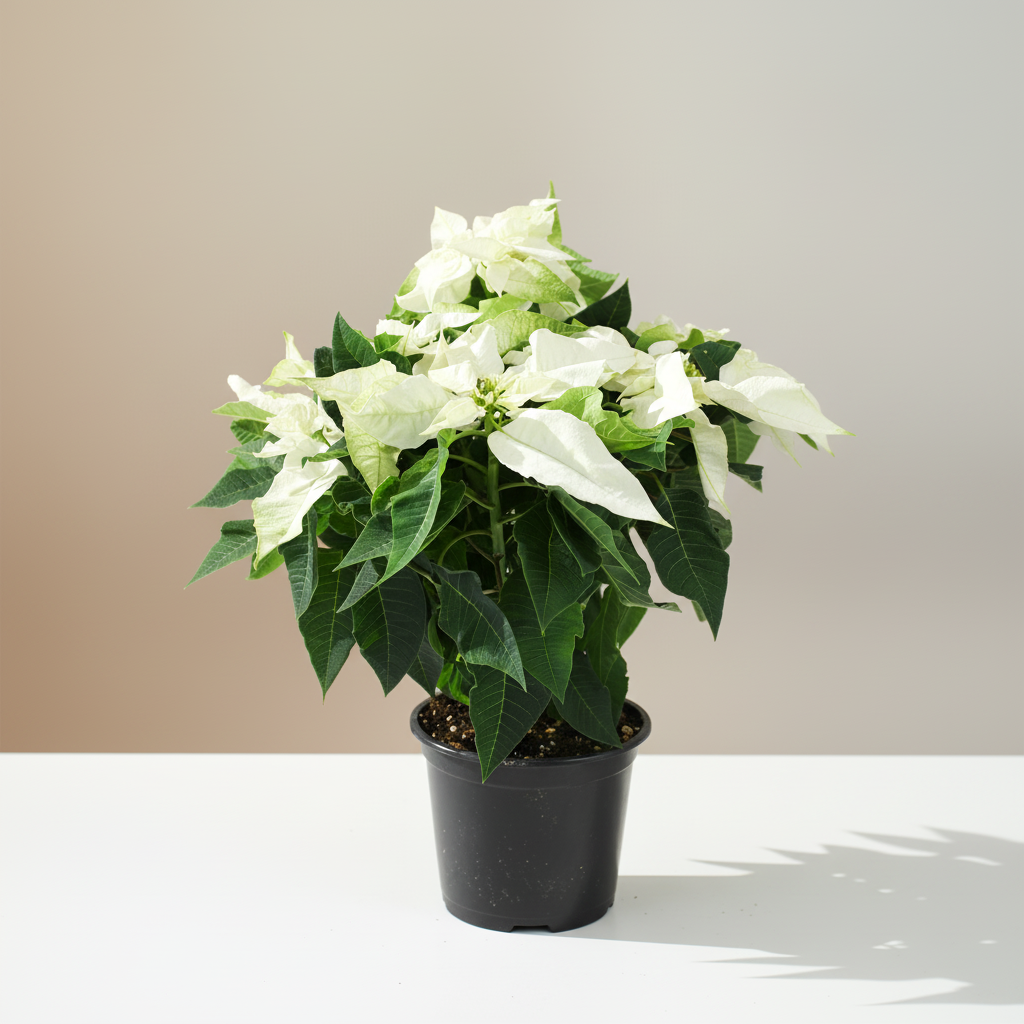Poinsettia: Euphorbia pulcherrima - 6 inch pot