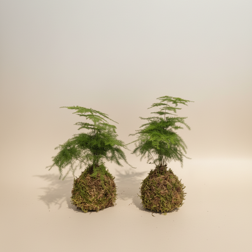 Asparagus Fern Kokedama: Asparagus setaceus - 4 inch Moss Ball