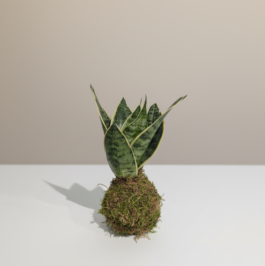 Birds Nest Snake Plant Kokedama: Sansevieria hahnii - 4 inch Moss Ball
