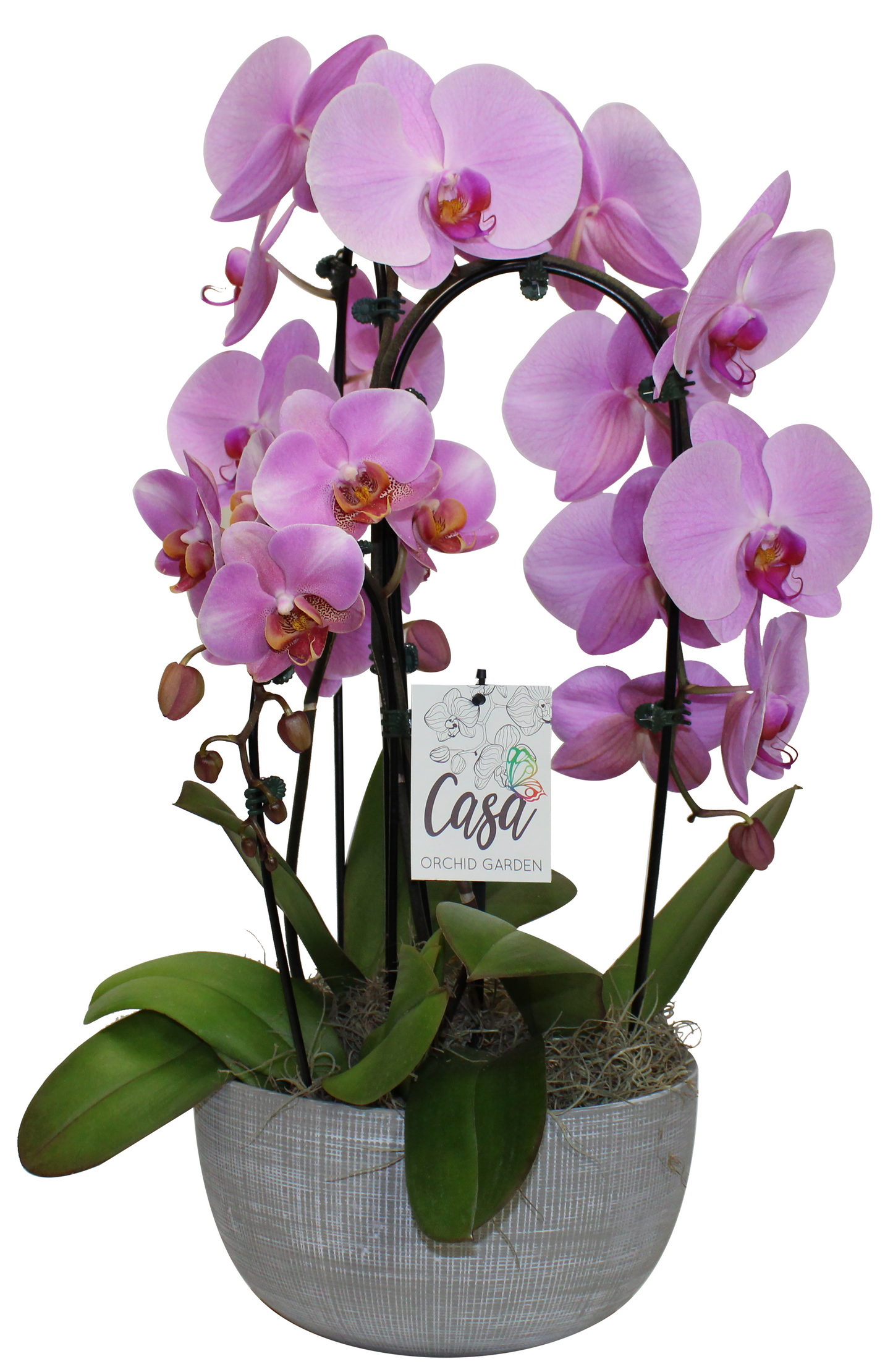 Waterfall Royale Orchids: Phalaenopsis - 10 inch pot - 1 foot tall — indoor plant — indoor plant for sale by Promise Supply for delivery and pickup in Toronto.