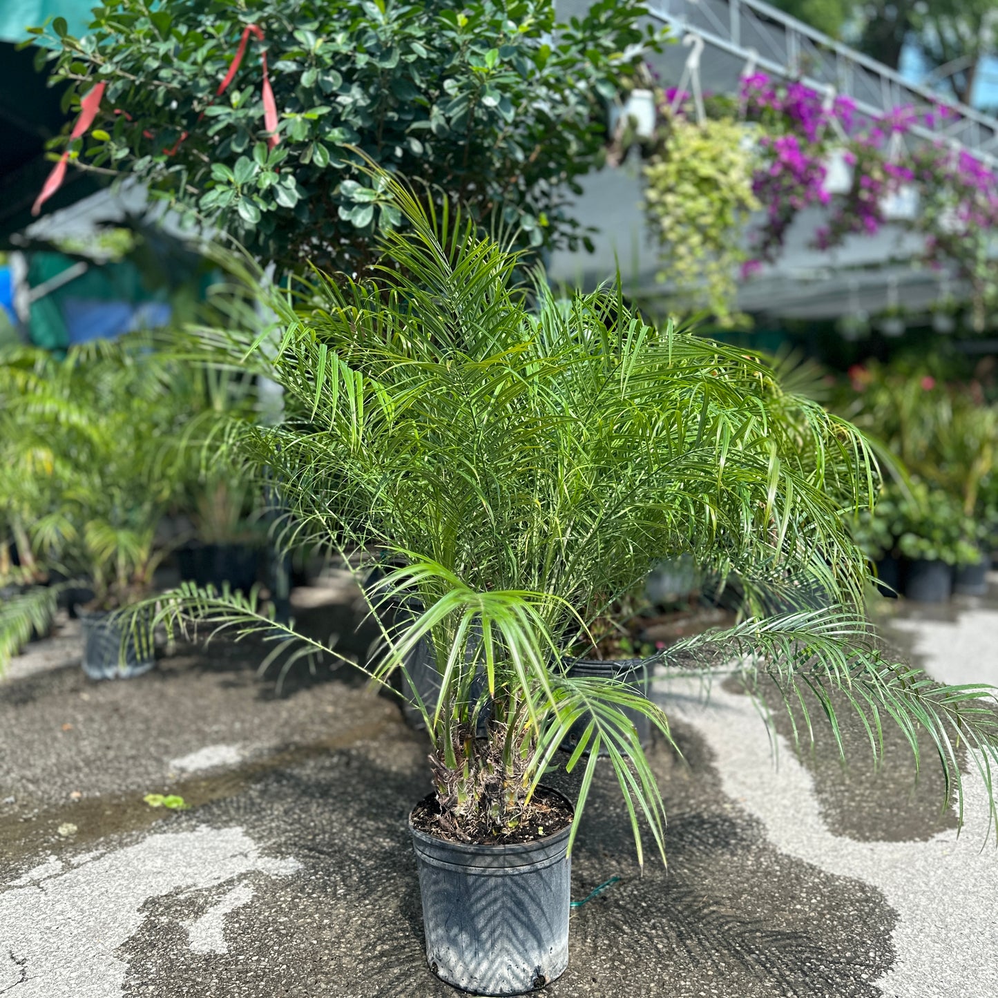 Date Palm: Phoenix roebelenii - 12 inch pot - 4-5 foot tall — indoor plant — indoor plant for sale by Promise Supply for delivery and pickup in Toronto.
