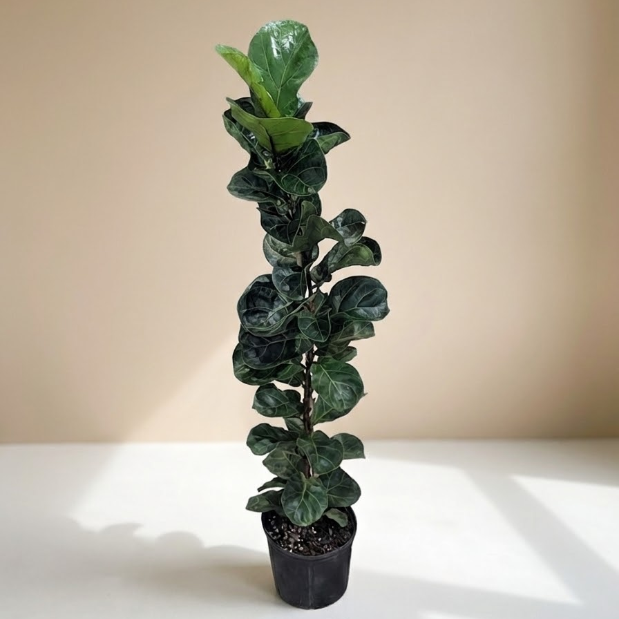 Small Fiddle Leaf Fig Column: Ficus lyrata 'Bambino' - 10 inch pot - 4.5-5 foot tall