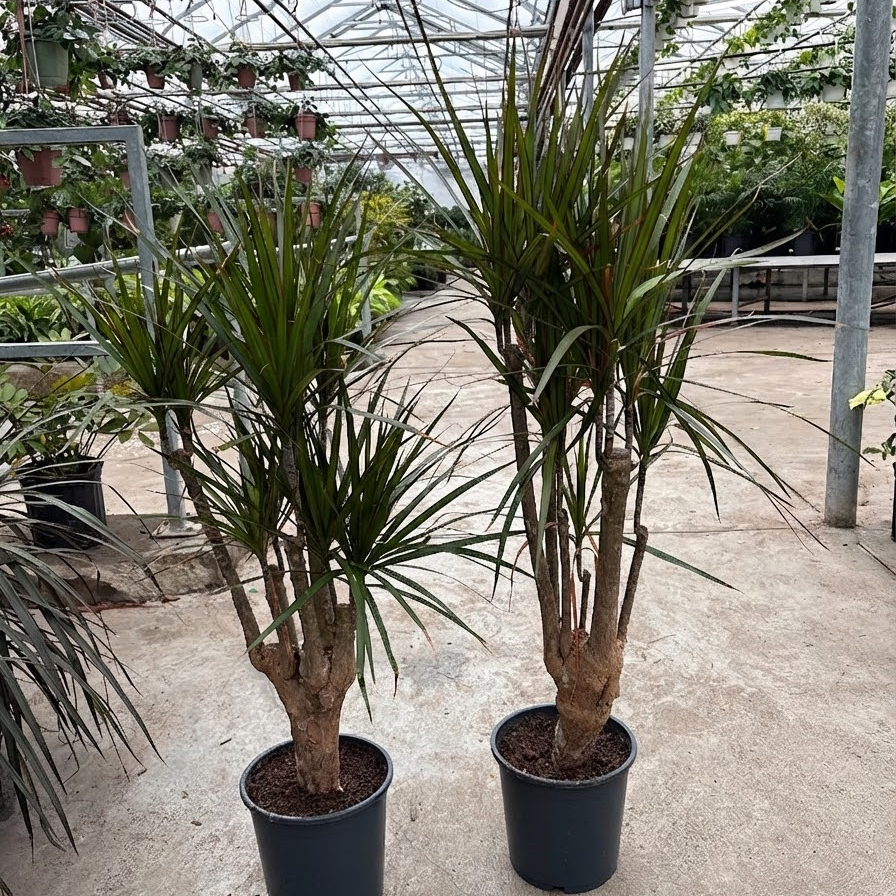 Dragon Tree Stump: Dracaena marginata - 8 inch pot - 3.5 foot tall