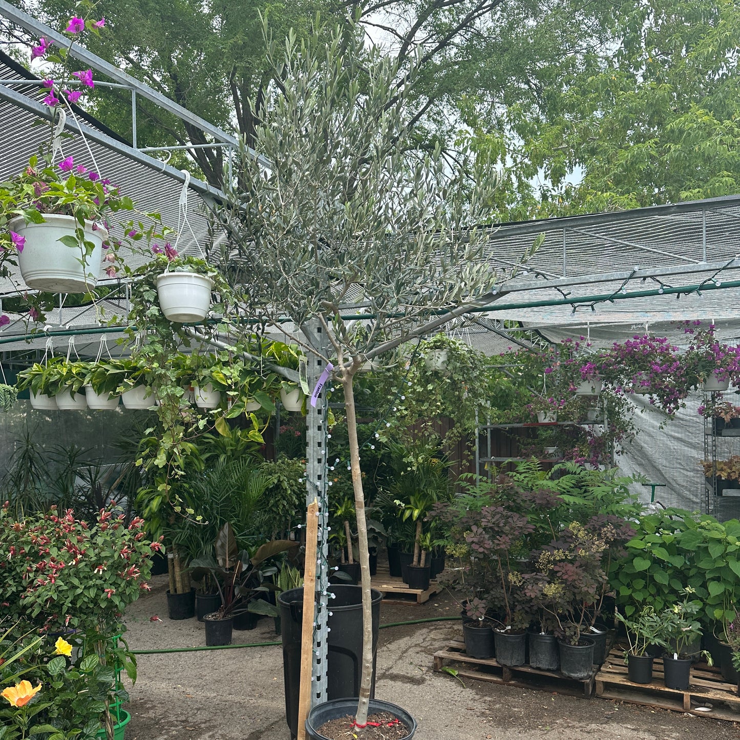 Olive Tree (Olea europaea) in a 21 inch pot. Indoor plant for sale by Promise Supply for delivery and pickup in Toronto