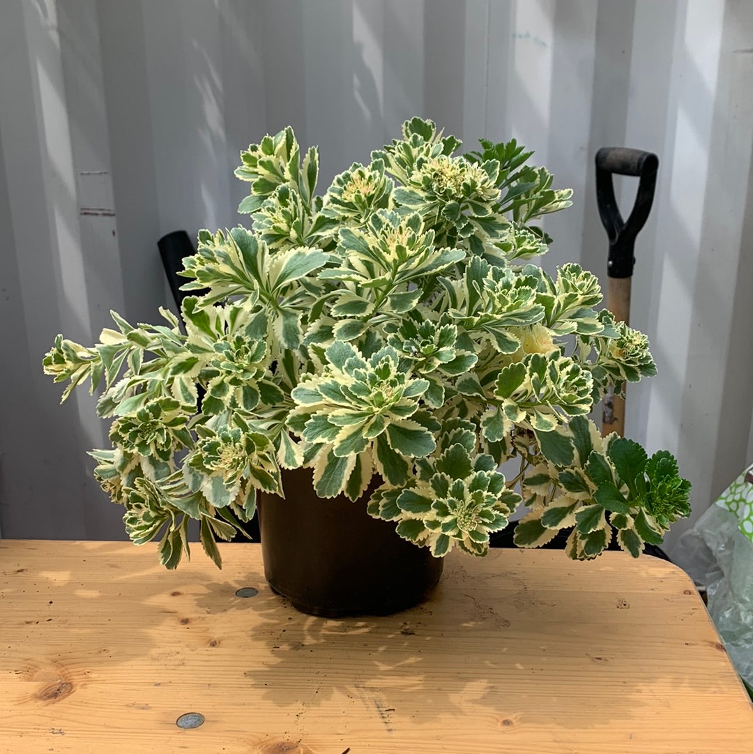 Atlantis Stonecrop: Sedum takesimense 'Nonsitnal' - 1GAL Pot