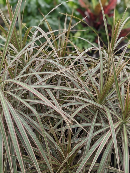 Bicolour Dragon Tree: Dracaena marginata - 17 inch pot - 7+ foot tall