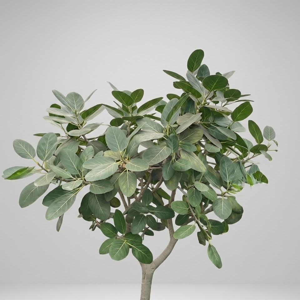 ficus audrey opstammet Audrey Ficus Benghalensis Tree - 17" Pot