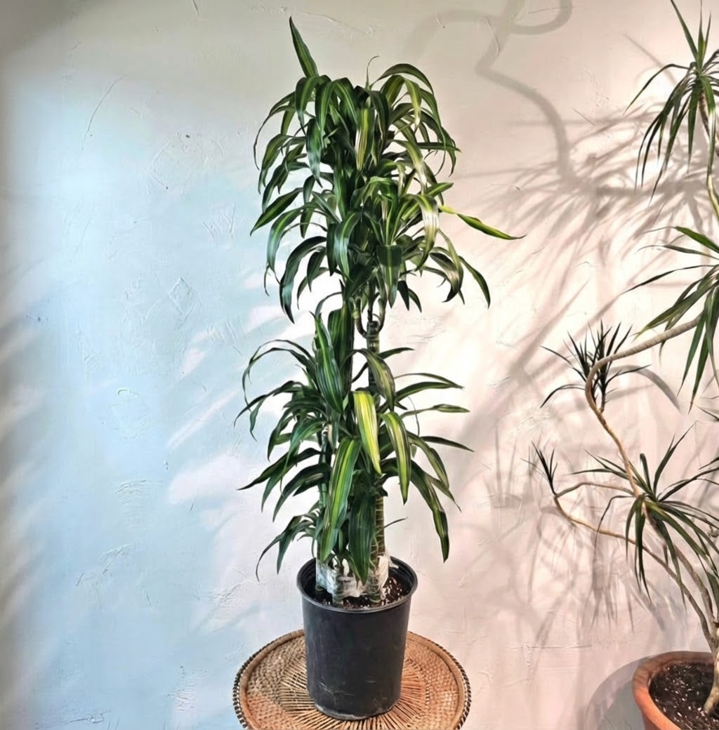 dracaena hawaiian sunshine cane Hawaiian Sunshine Staggered Cane - 10" Pot