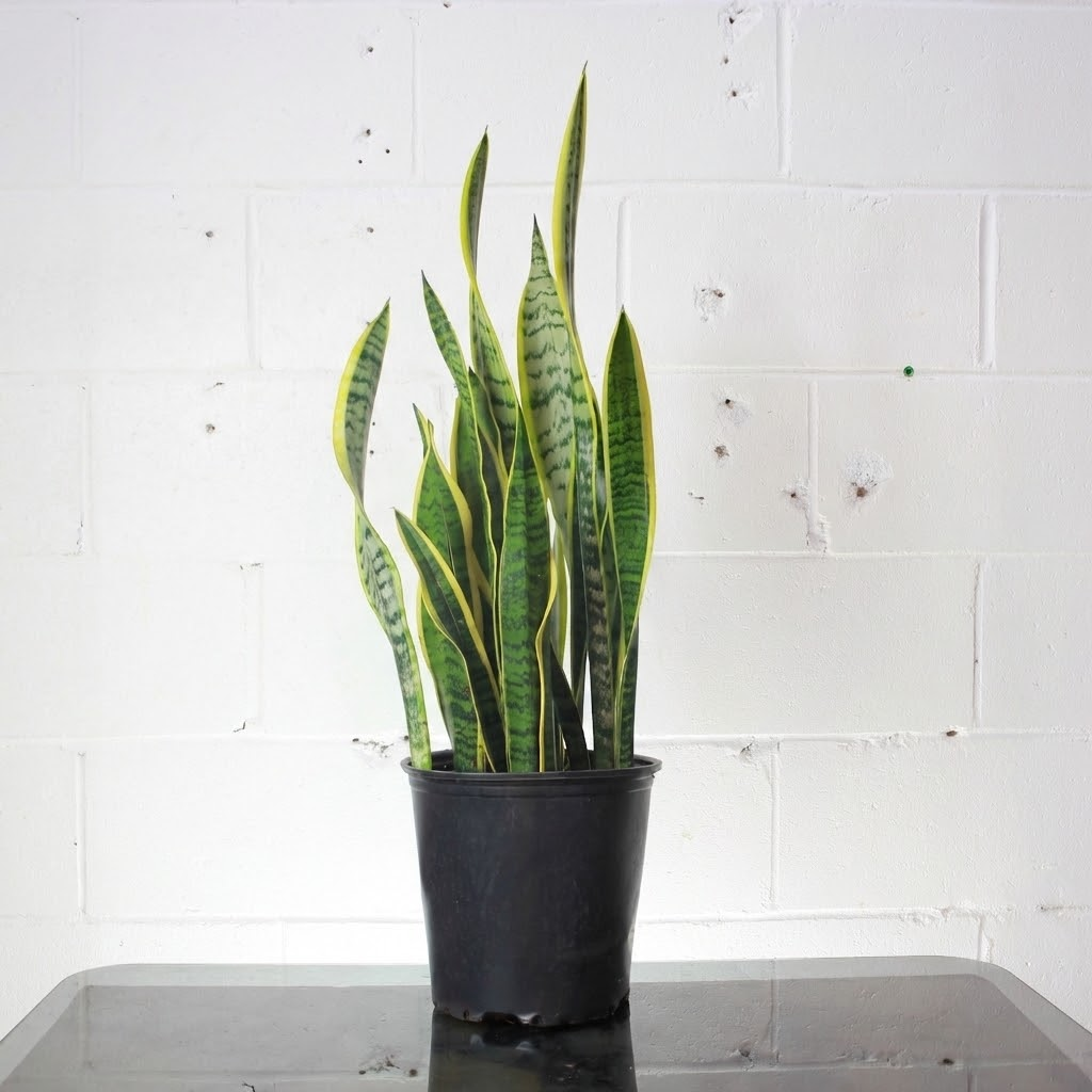 order snake plant online canada Yellow Laurentii Snake Plant - 8