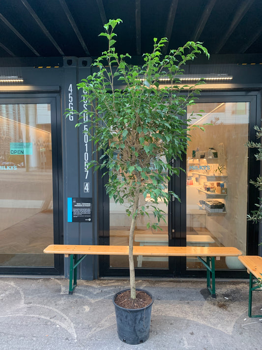 Weeping Fig Tree: Ficus benjamina - 14 inch pot - 4-6 foot tall — indoor plant — indoor plant for sale by Promise Supply for delivery and pickup in Toronto.