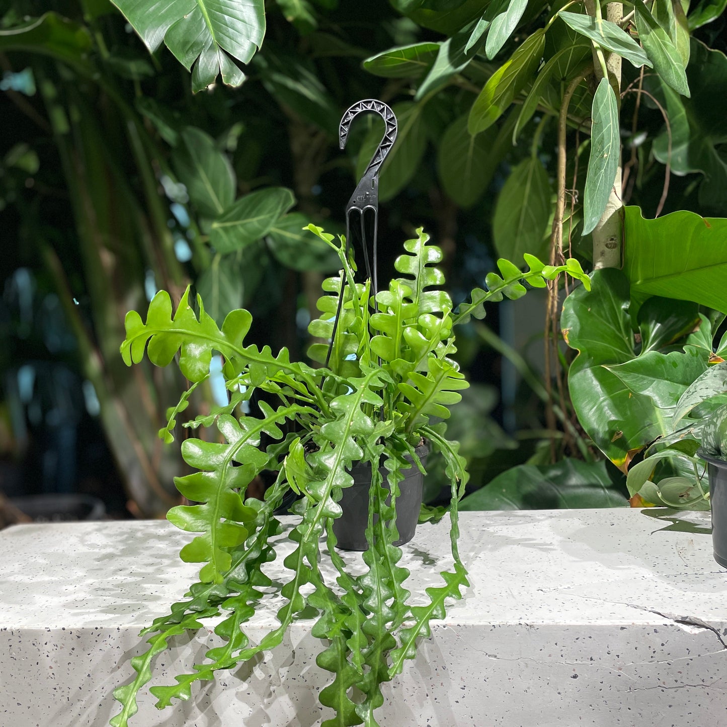 Fishbone Cactus: Disocactus anguliger - 8 inch hanging basket — indoor plant — indoor plant for sale by Promise Supply for delivery and pickup in Toronto.