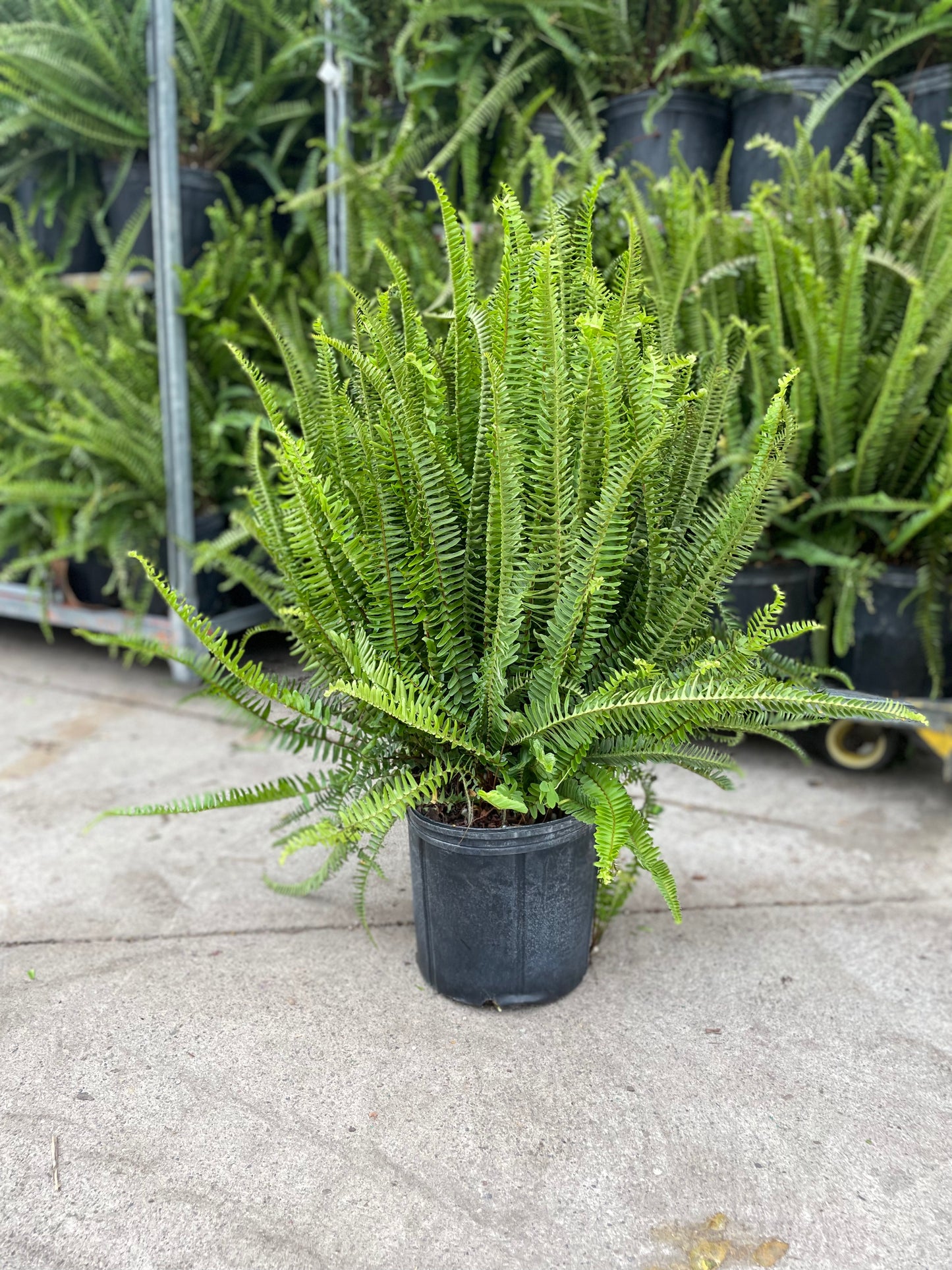 Kimberly Fern: Nephrolepis obliterata - 10 inch pot — indoor plant — indoor plant for sale by Promise Supply for delivery and pickup in Toronto.