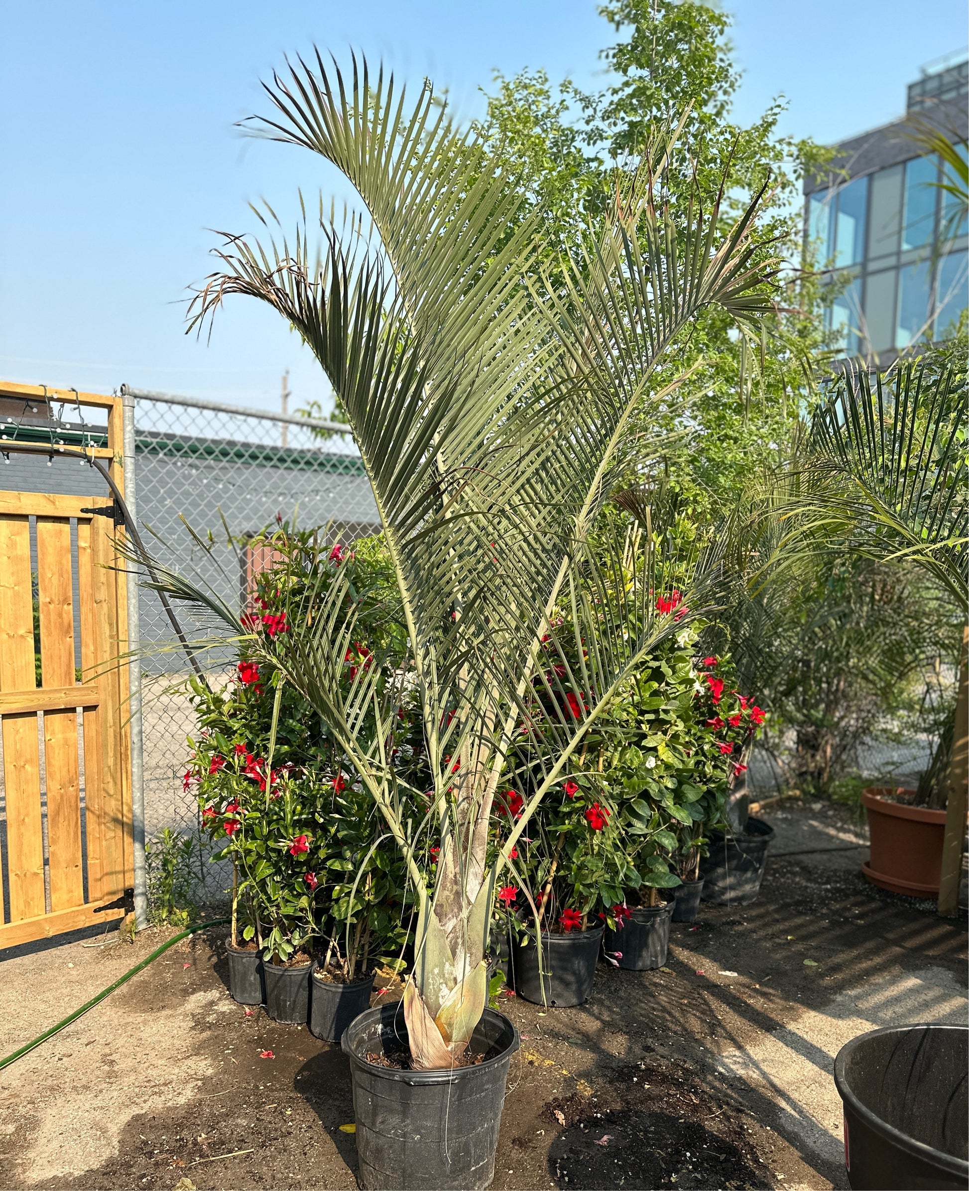 Triangle Palm: Dypsis decaryi - 17 inch pot - 8-10 foot tall — indoor plant — indoor plant for sale by Promise Supply for delivery and pickup in Toronto.