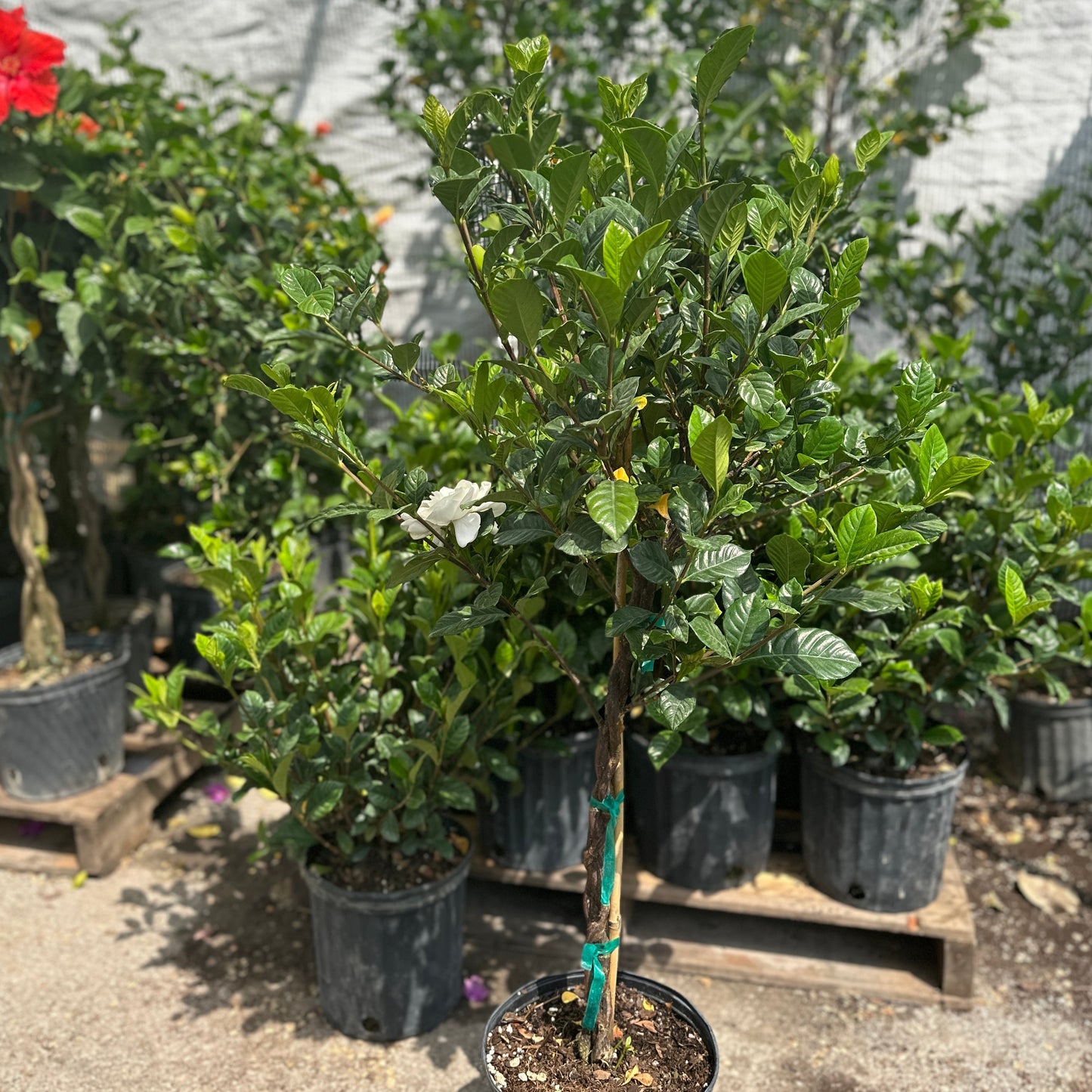 Gardenia Tree: Gardenia jasminoides - 10 inch pot - 4-5 foot tall — indoor plant — indoor plant for sale by Promise Supply for delivery and pickup in Toronto.