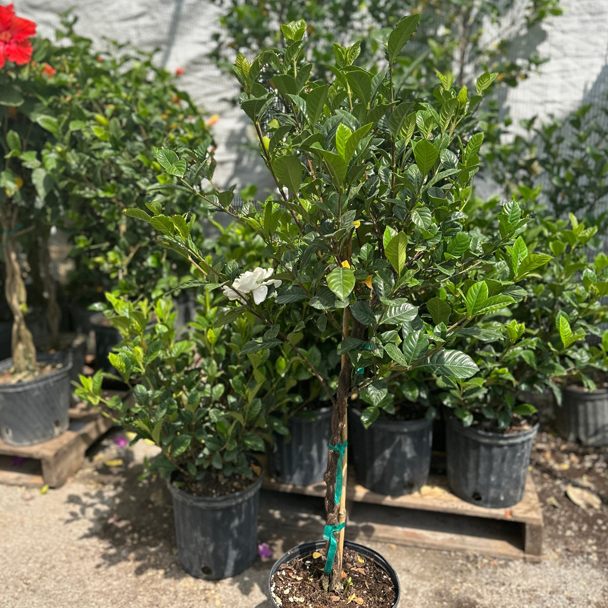 Gardenia Tree: Gardenia jasminoides - 10 inch pot - 4-5 foot tall — indoor plant — indoor plant for sale by Promise Supply for delivery and pickup in Toronto.