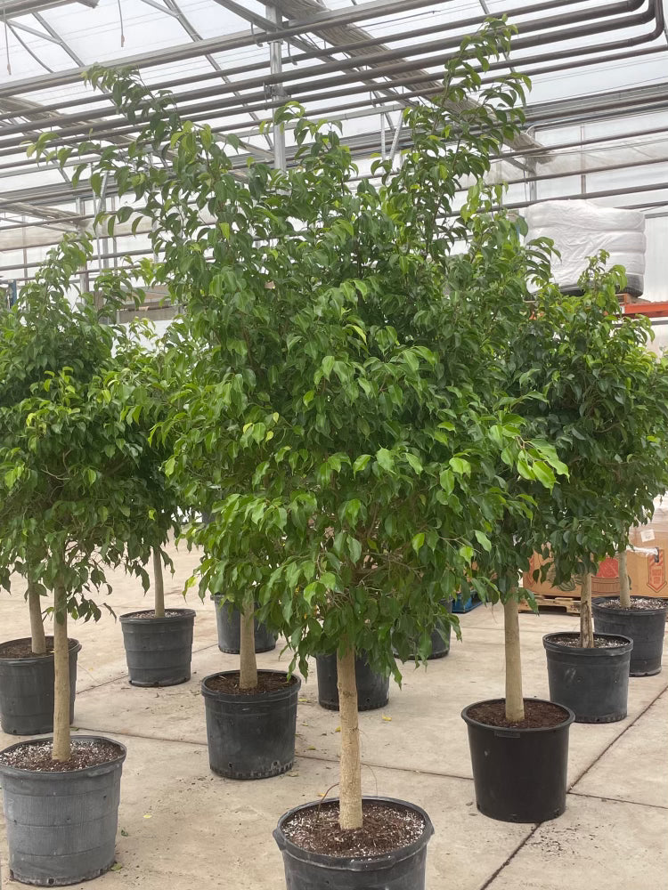 Weeping Fig Tree: Ficus benjamina - 21 inch pot - 7+ foot tall — indoor plant — indoor plant for sale by Promise Supply for delivery and pickup in Toronto.