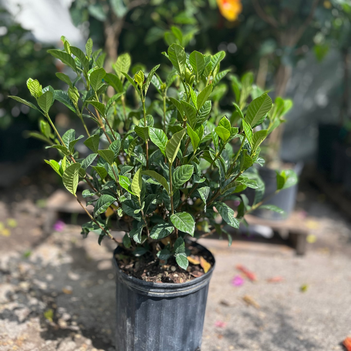 (Gardenia jasminoides) in a 10 inch pot. Indoor plant for sale by Promise Supply for delivery and pickup in Toronto