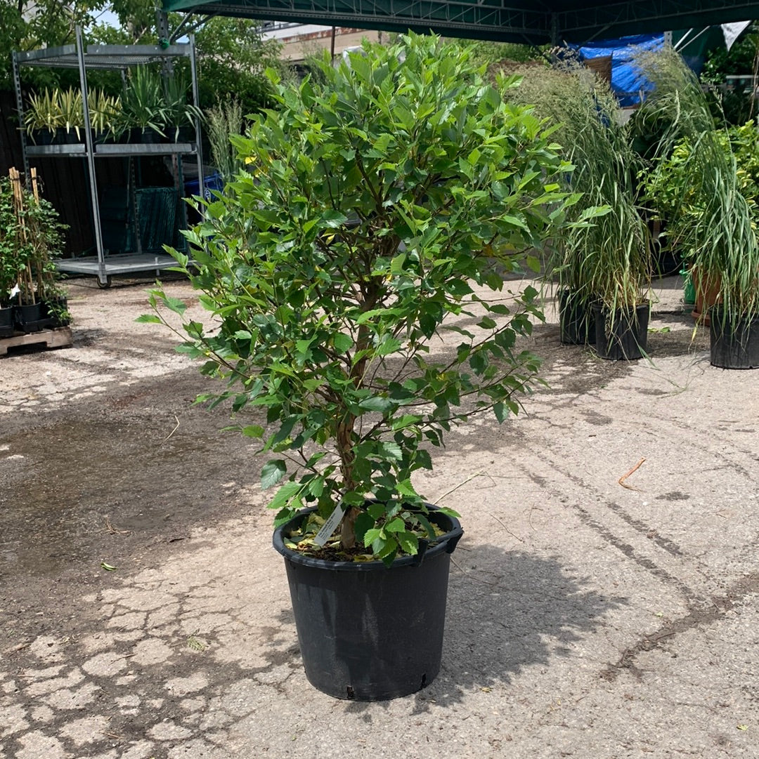 Black Birch: Betula nigra 'Lit King' Fox Valley - 7G Pot 125CM Tall