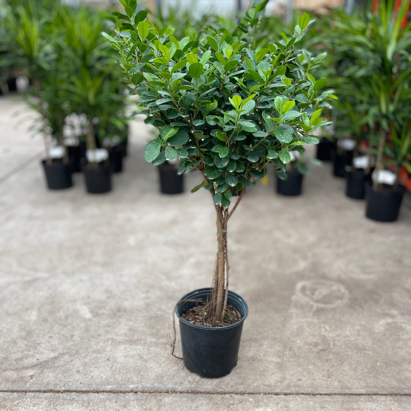 Ficus Moclame: Ficus microcarpa - 10 inch pot - 4-5 foot tall