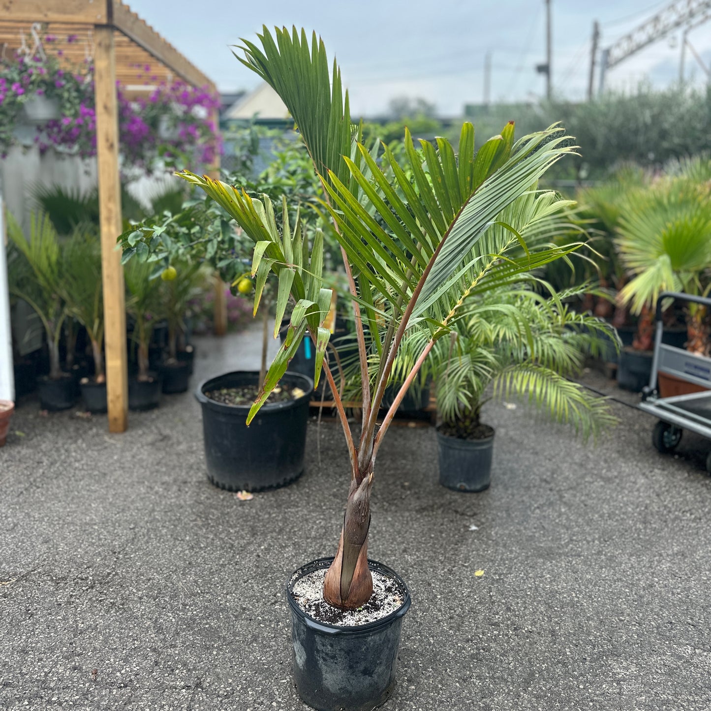 Bottle Palm: Hyophorbe lagenicaulis - 14 inch pot - 6-7 foot tall — indoor plant — indoor plant for sale by Promise Supply for delivery and pickup in Toronto.