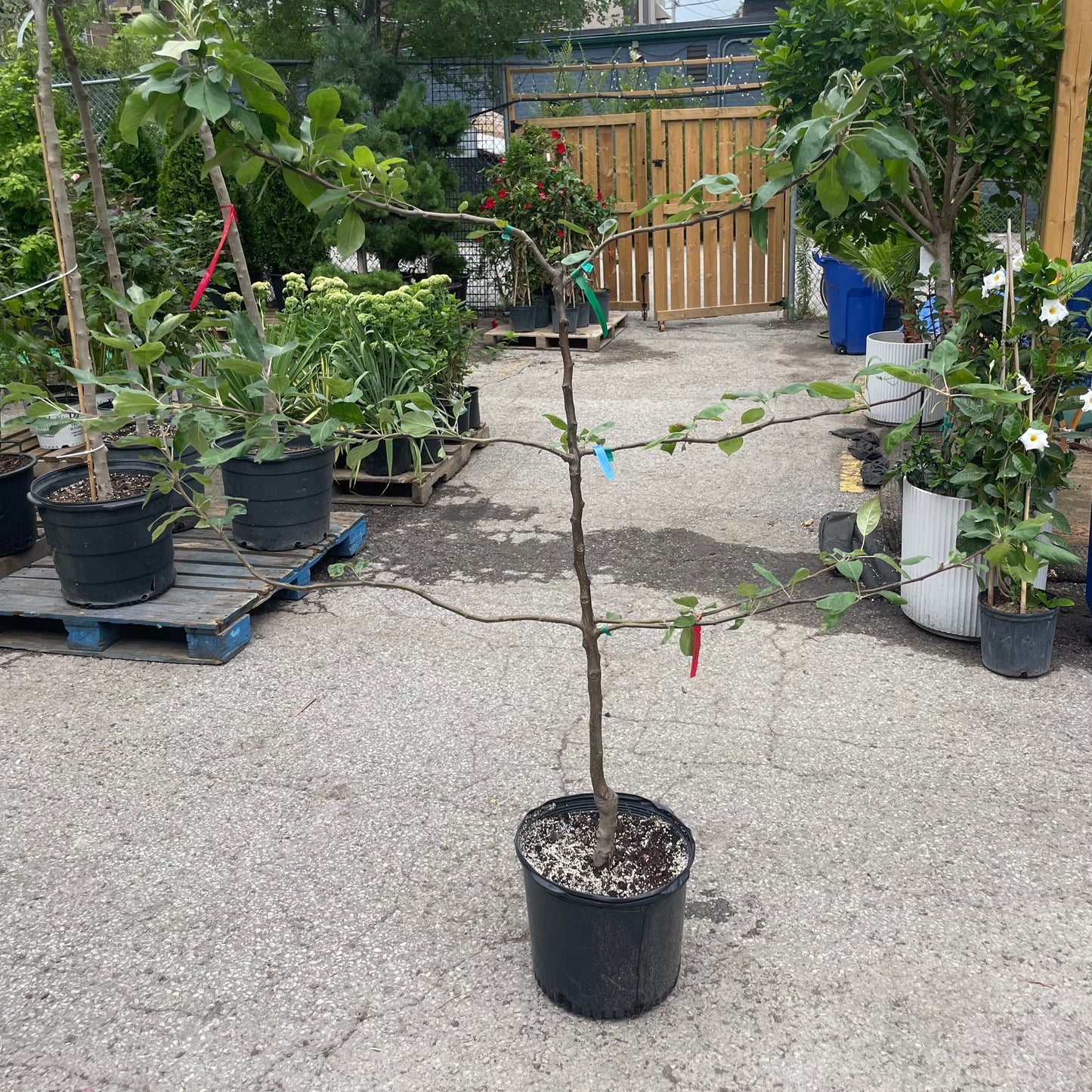 Combo Apple Espalier: Apple 'Combo' Espalier - 7GAL Pot 20MCM Tall