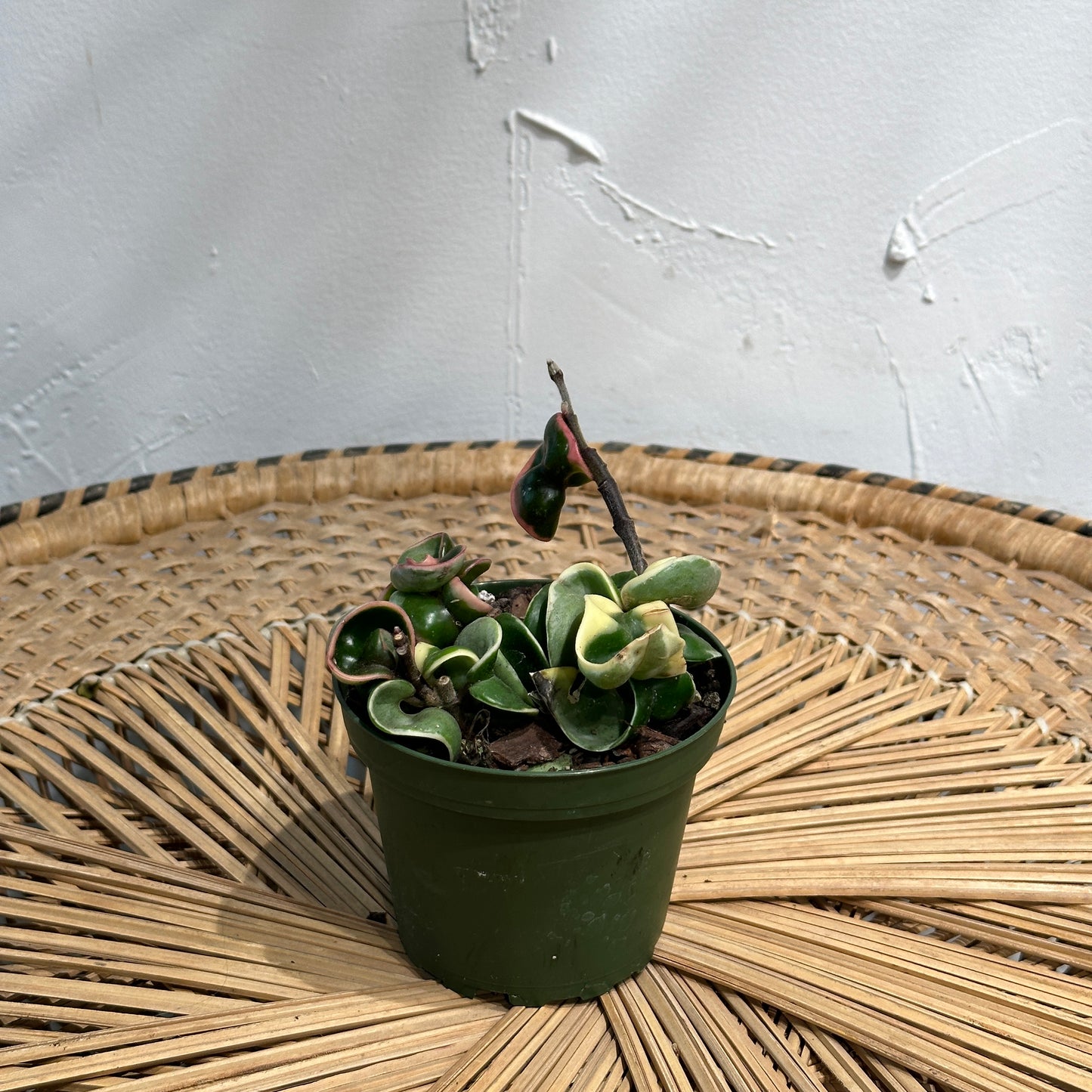 Variegated Hindu Rope: Hoya carnosa 'Compacta' - 4 inch pot — indoor plant — indoor plant for sale by Promise Supply for delivery and pickup in Toronto.