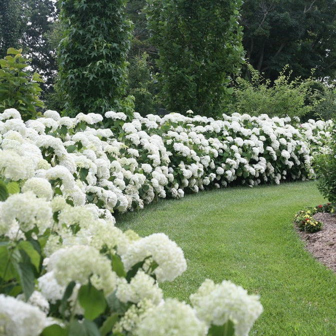 Incrediball Hydrangea: Hydrangea arborescens 'Abetwo'