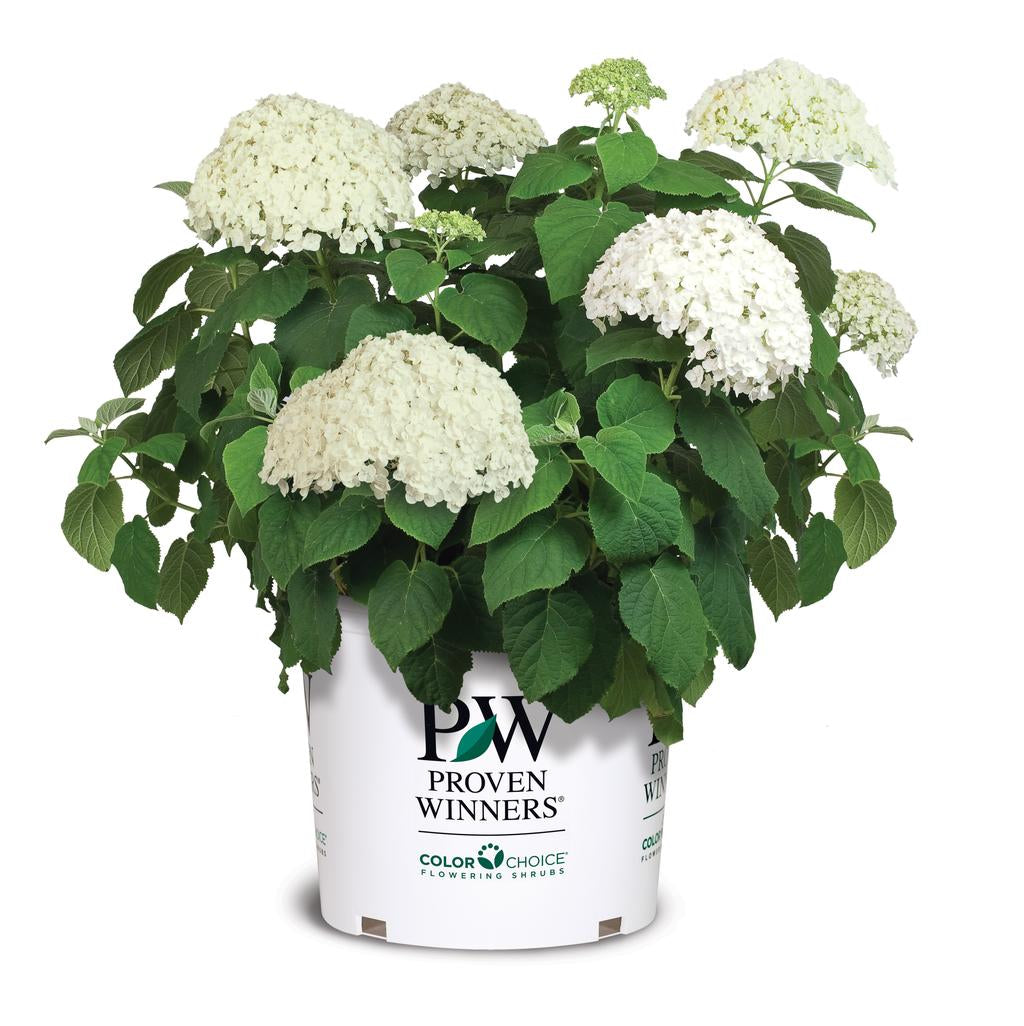 Incrediball Hydrangea: Hydrangea arborescens 'Abetwo'
