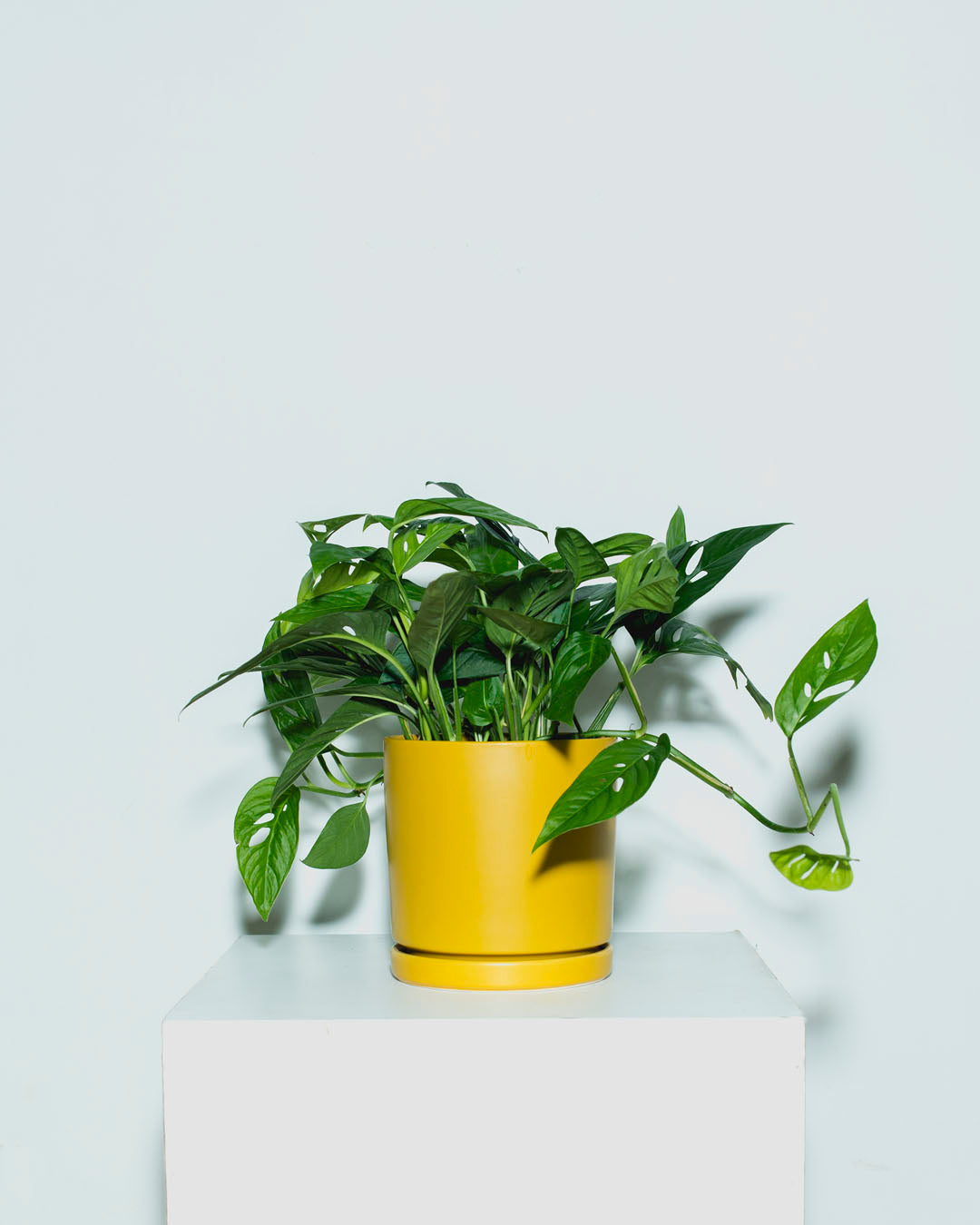 Swiss Cheese Vine: Monstera adansonii - 6 inch pot — indoor plant — indoor plant for sale by Promise Supply for delivery and pickup in Toronto.