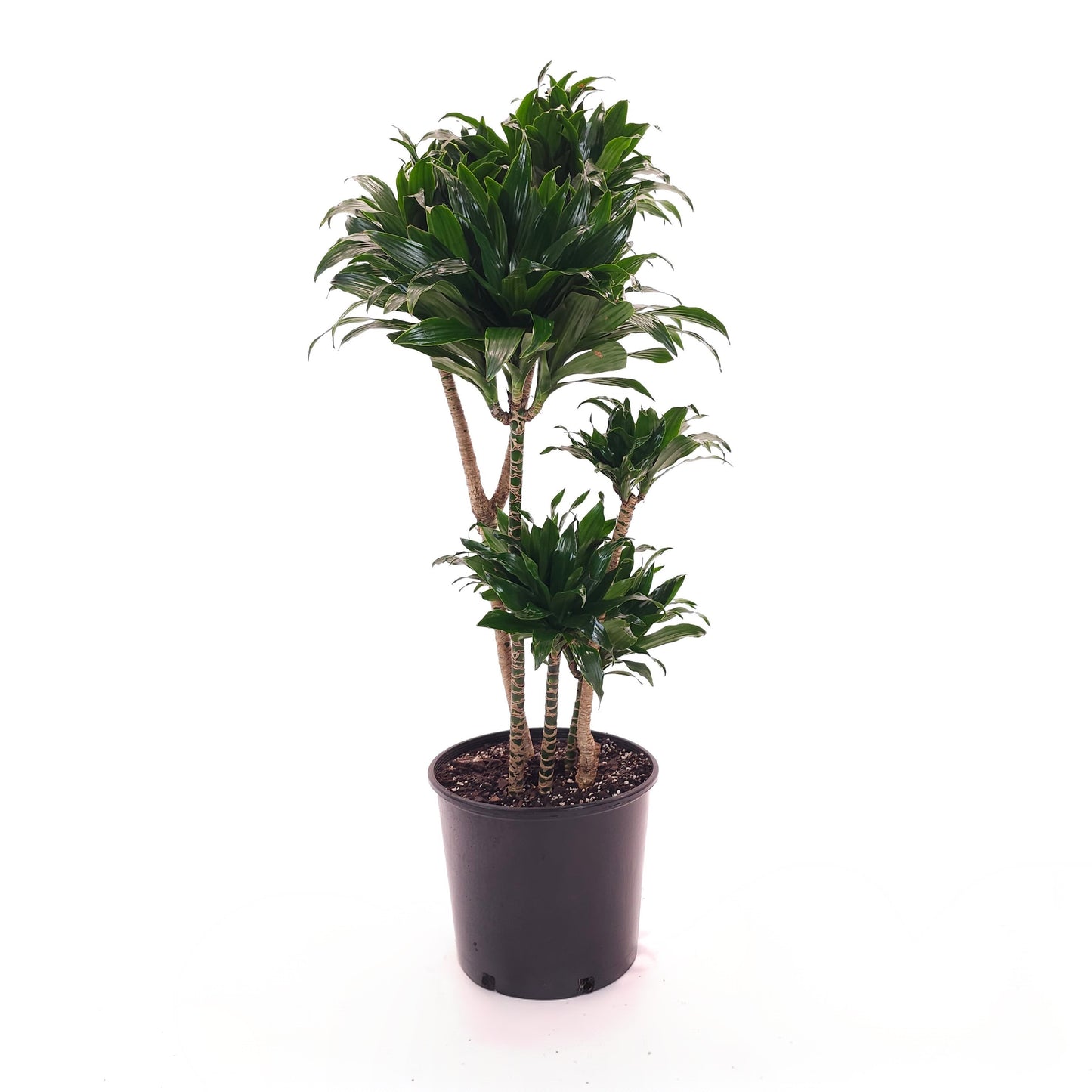 Pom Pom Janet Craig: Dracaena fragrans 'Compacta' - 10 inch pot - 3 foot tall