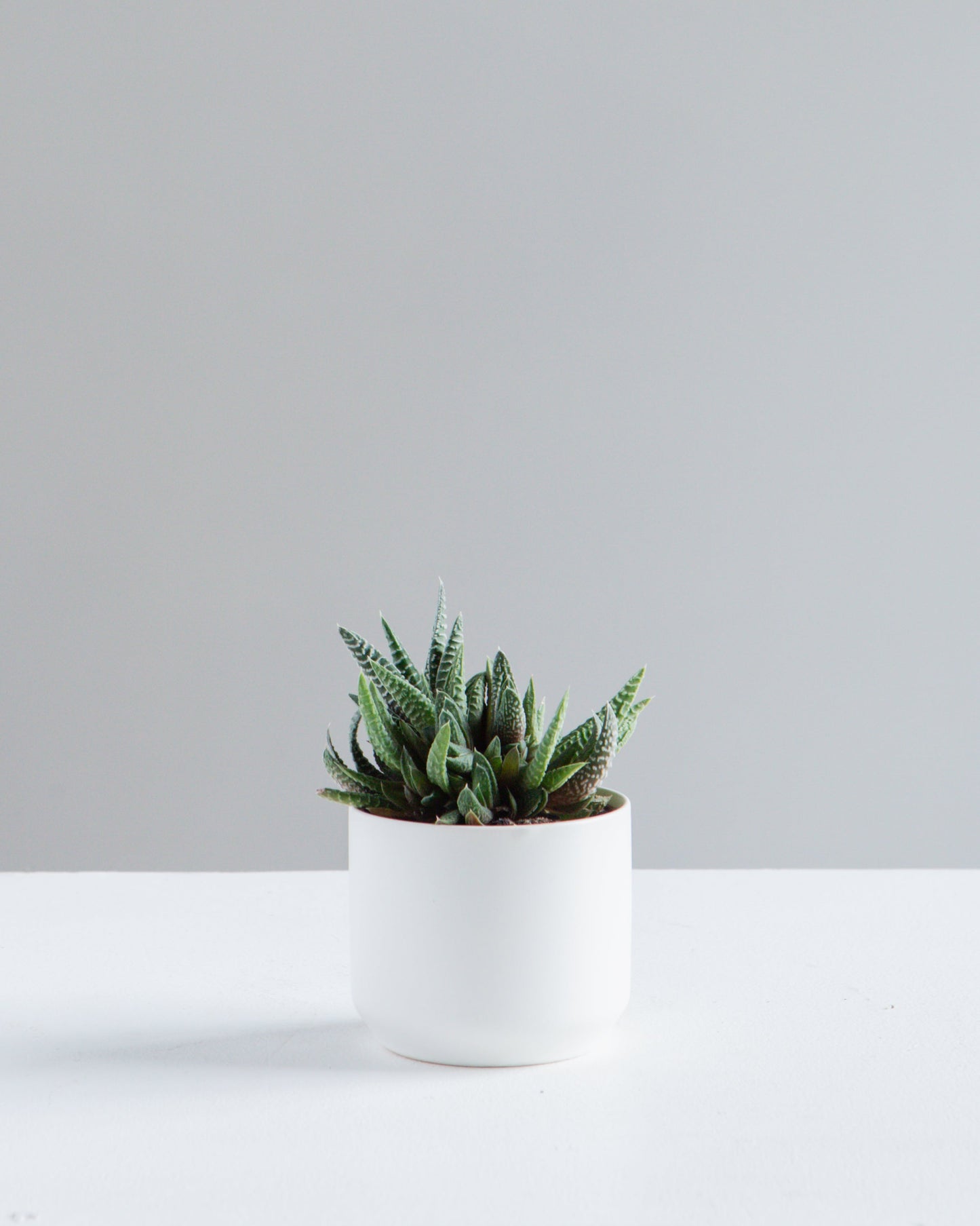 Kendall Ceramic Pot | 2.5 inch Nursery Pot