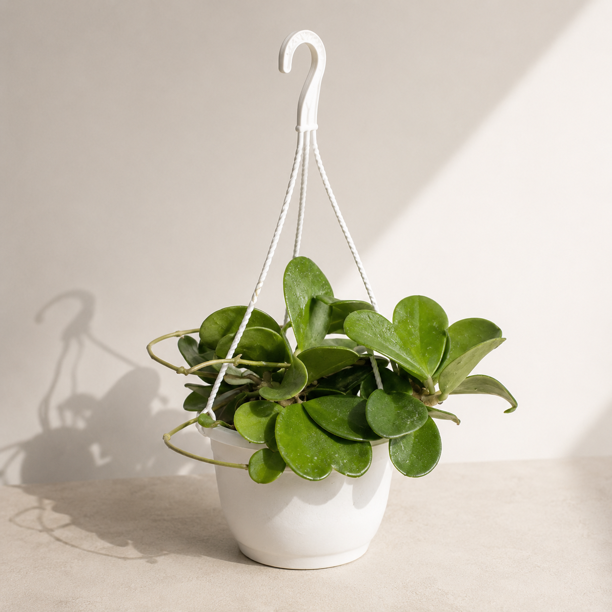 Hoya Heart: Hoya kerrii - 8 inch Hanging Basket