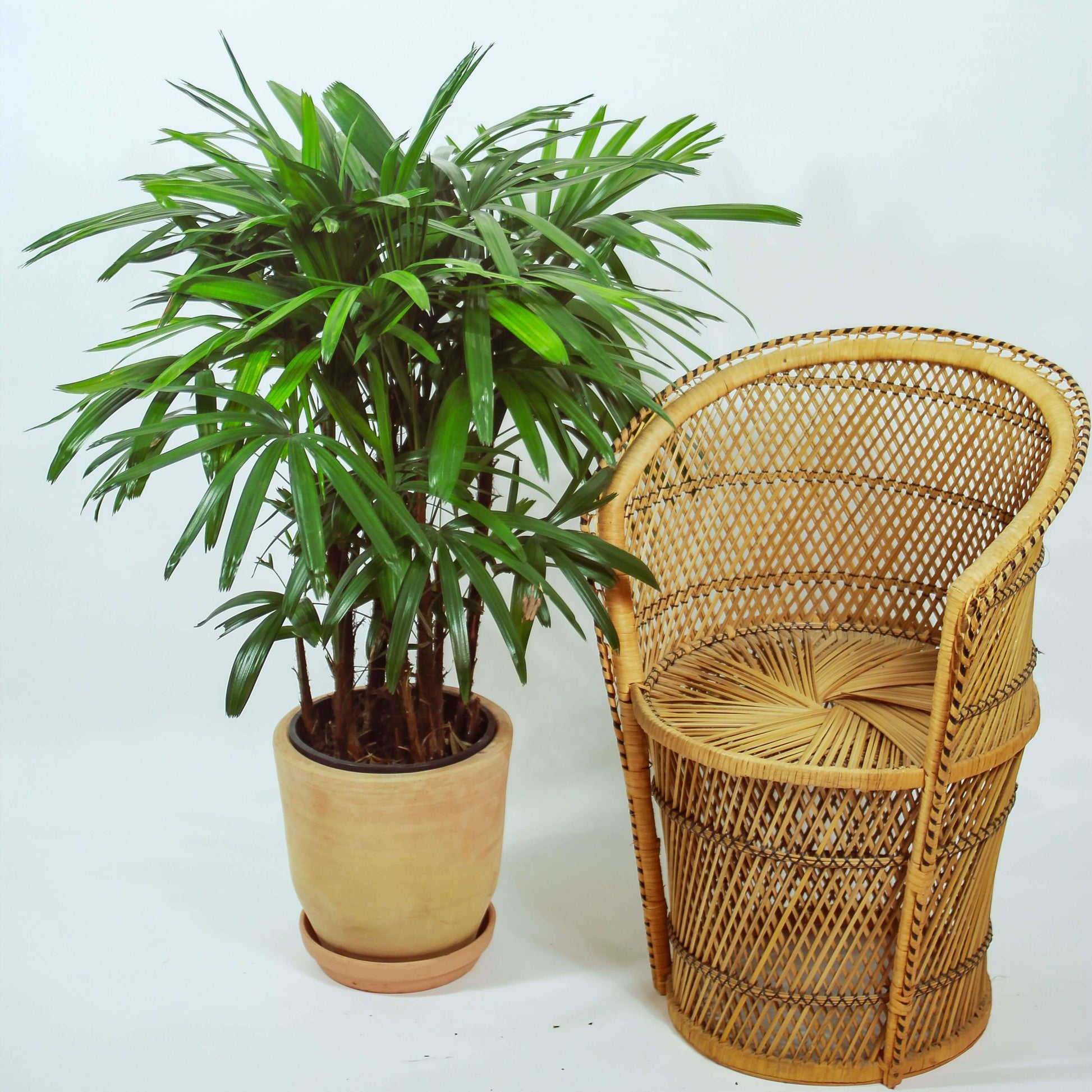 Lady Palm: Rhapis excelsa - 14 inch pot - 5 foot tall — plant in pot — indoor plant for sale by Promise Supply for delivery and pickup in Toronto.