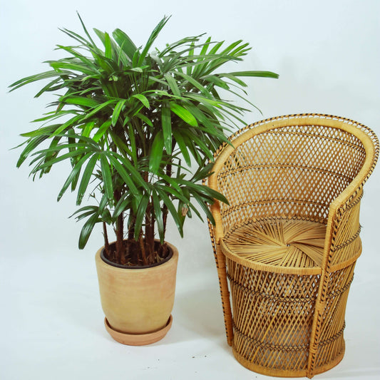 Lady Palm: Rhapis excelsa - 14 inch pot - 5 foot tall — plant in pot — indoor plant for sale by Promise Supply for delivery and pickup in Toronto.