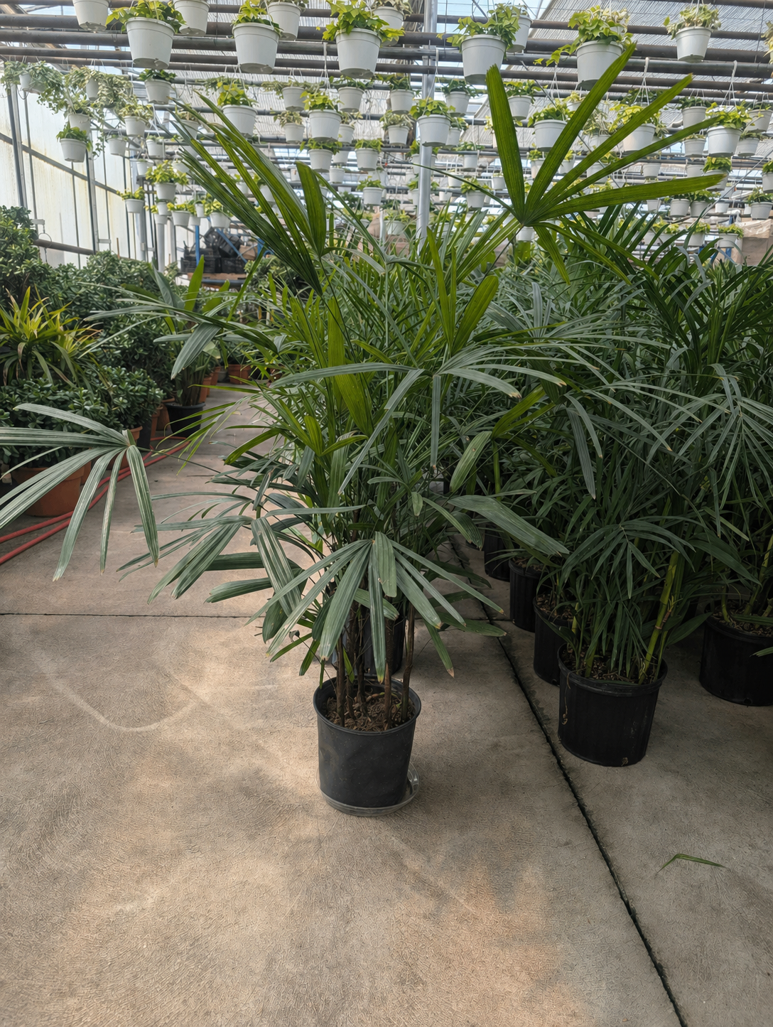 Lady Palm: Rhapis excelsa - 10 inch pot - 3-4 foot tall