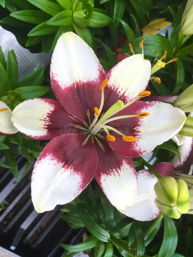 Tiny Padhye Lily: Lilium - 1GAL Pot