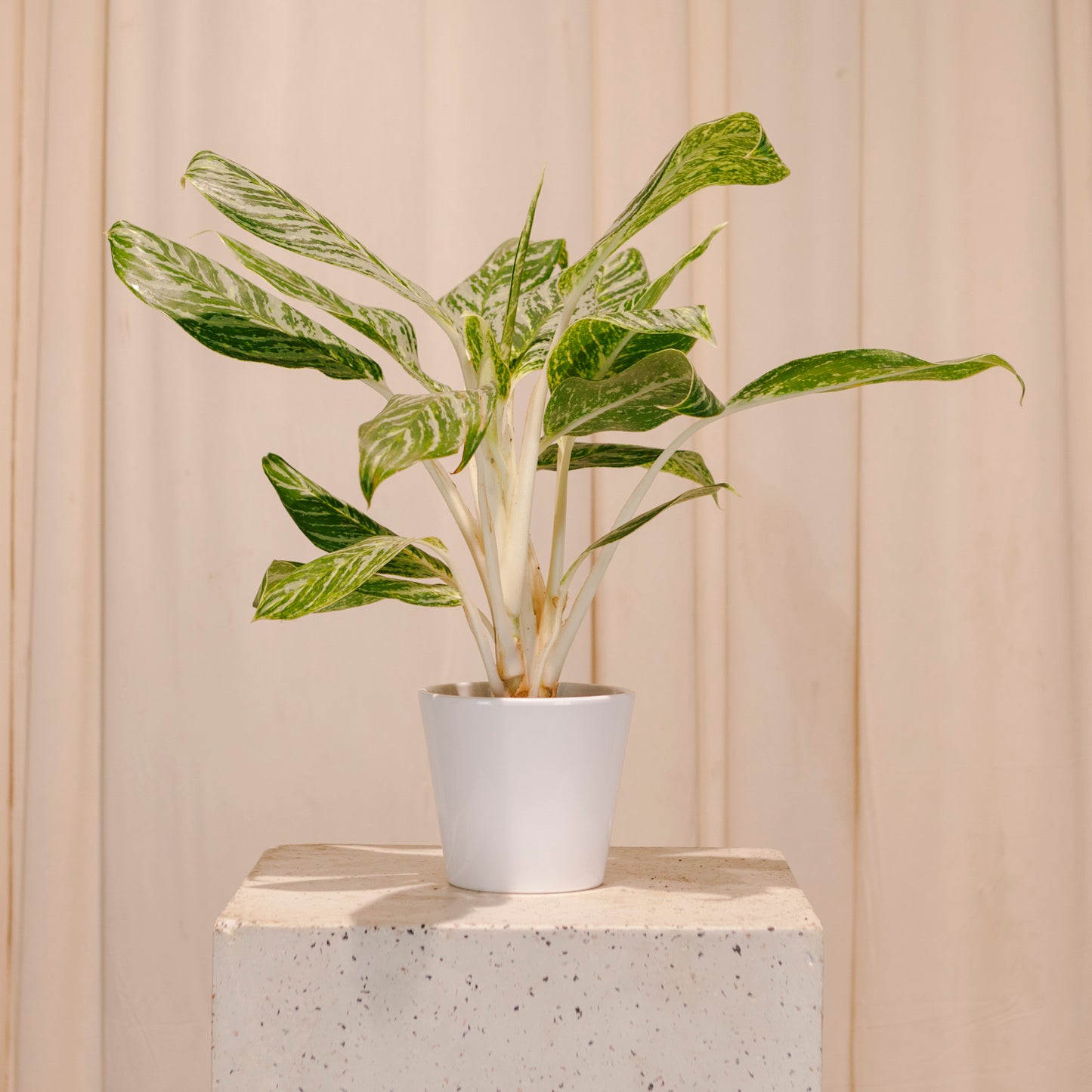 Mandy White Ceramic Pot | 5 inch Nursery Pot — empty planter, ceramic planter, studio photo — planter for sale by Promise Supply for delivery and pickup in Toronto.