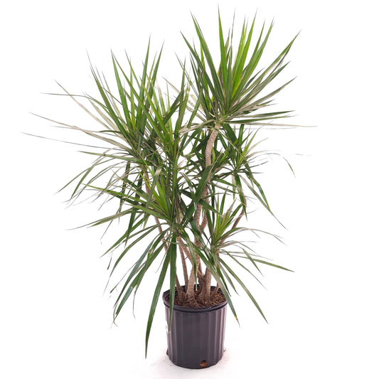 Character Dragon Tree: Dracaena Marginata - 10 inch pot - 4 foot tall — indoor plant — indoor plant for sale by Promise Supply for delivery and pickup in Toronto.