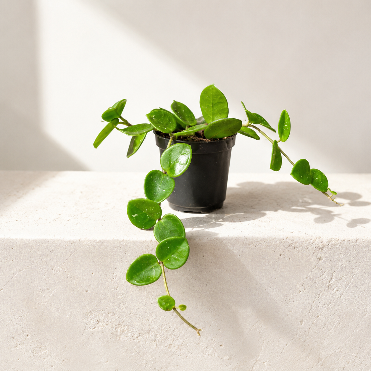Mathilde Wax Plant: Hoya mathilde - 2.5 inch pot