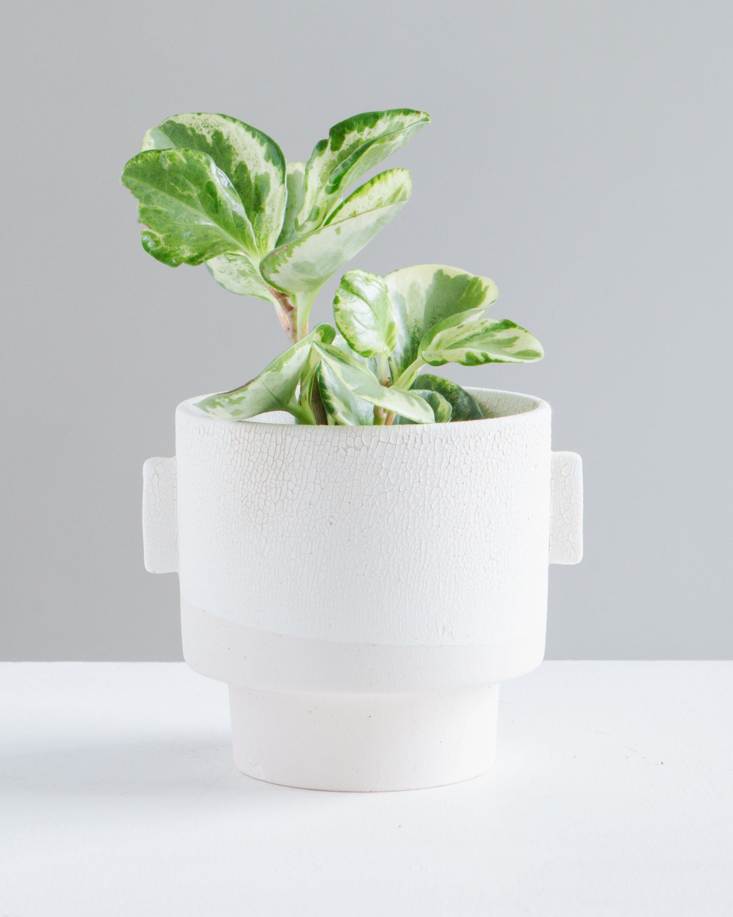 Milton Textured Off White Planter | 5 inch Nursery Pot — empty planter, studio photo — planter for sale by Promise Supply for delivery and pickup in Toronto.