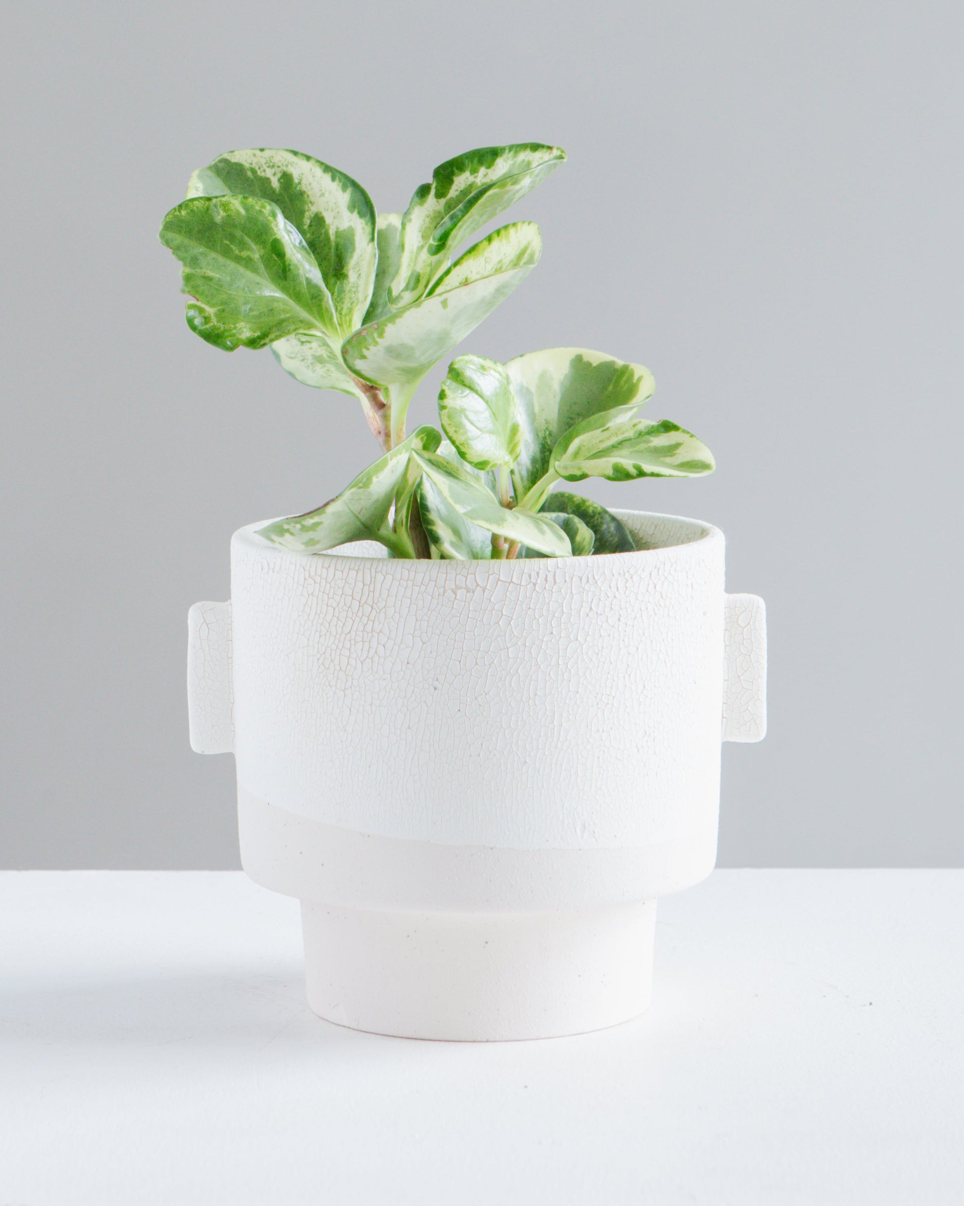 Milton Textured Off White Planter | 5 inch Nursery Pot — empty planter, studio photo — planter for sale by Promise Supply for delivery and pickup in Toronto.