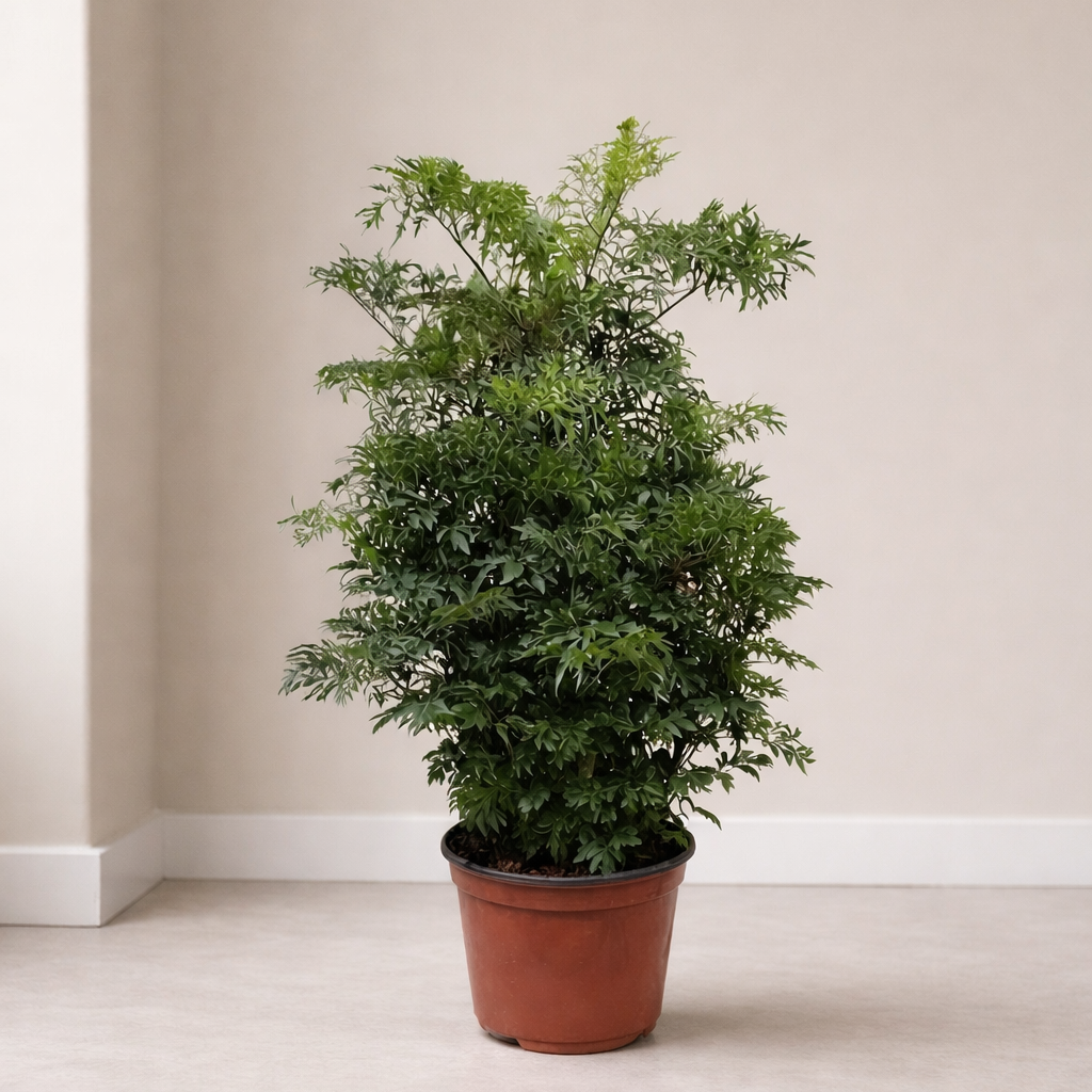 Ming Aralia in 8" Pot — indoor plant for sale by Promise Supply for delivery and pickup in Toronto.