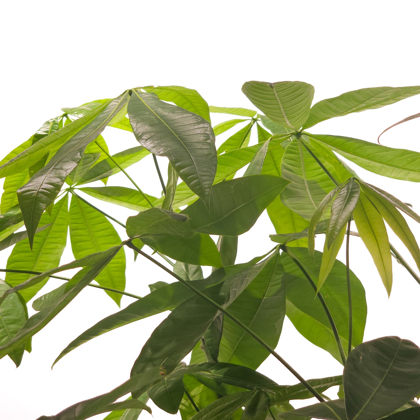 Character Money Tree: Pachira aquatica - 12 inch pot - 6-7 foot tall