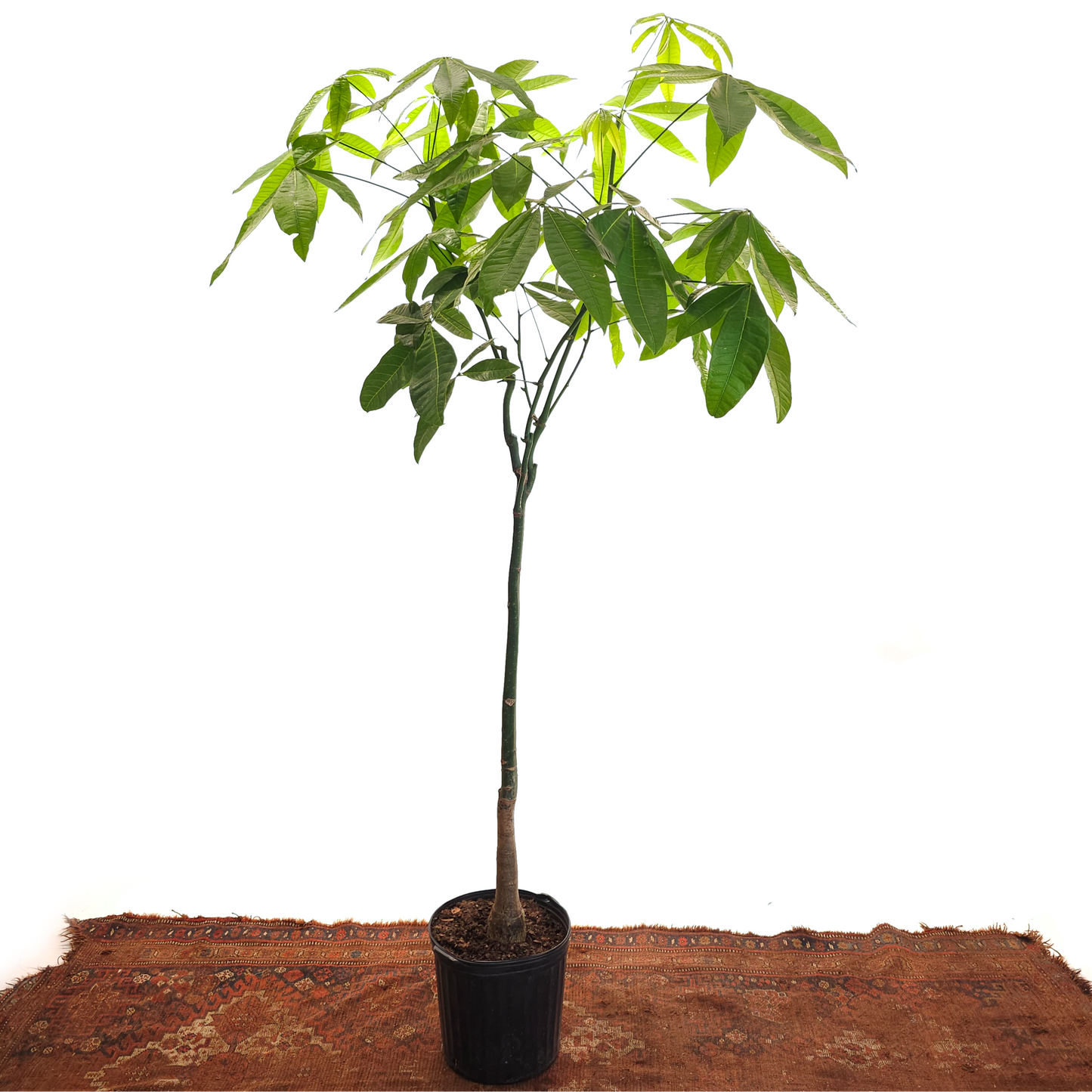 Character Money Tree: Pachira aquatica - 12 inch pot - 6-7 foot tall