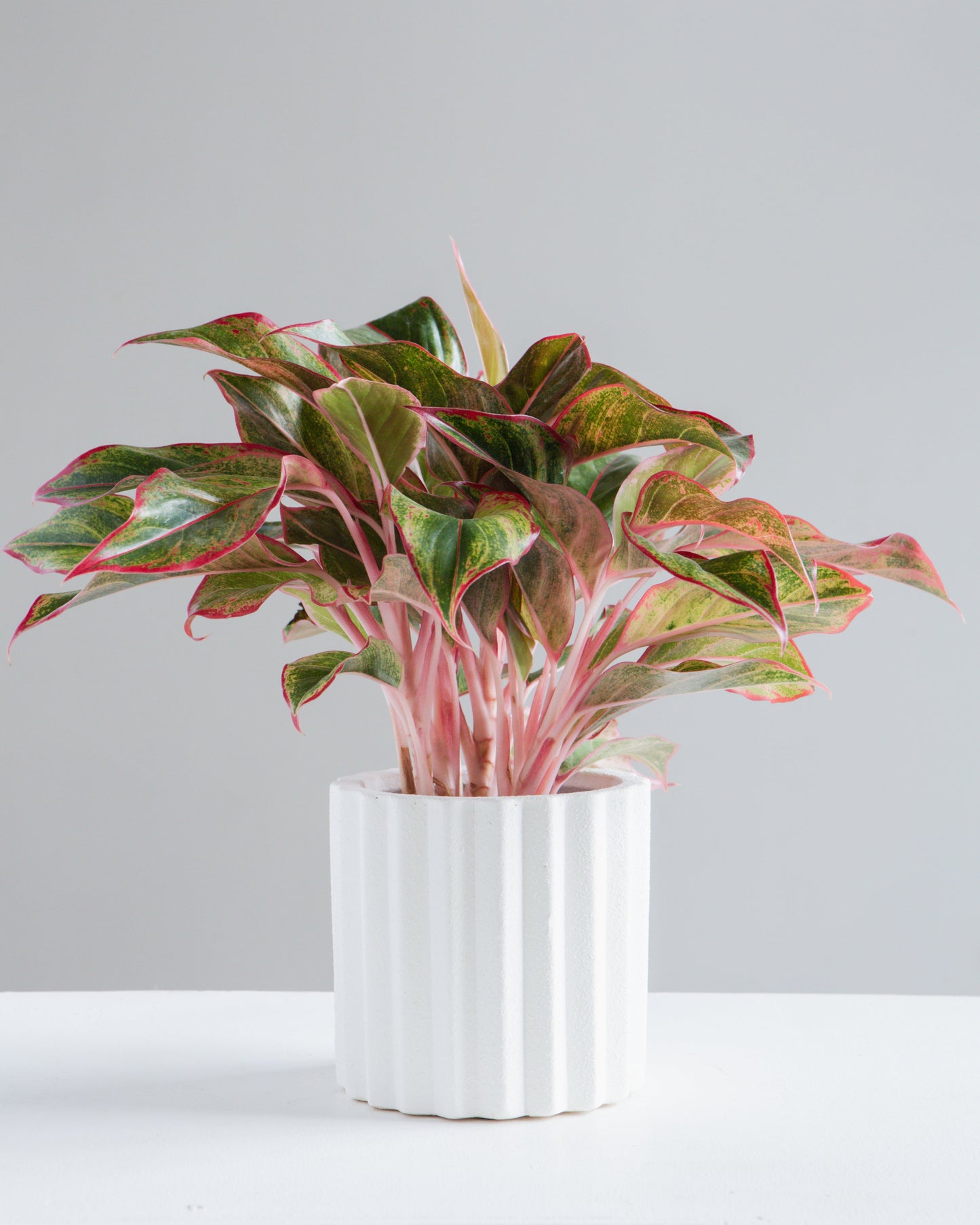 Monticello Planter | 5 inch Nursery Pot — empty planter, studio photo — planter for sale by Promise Supply for delivery and pickup in Toronto.