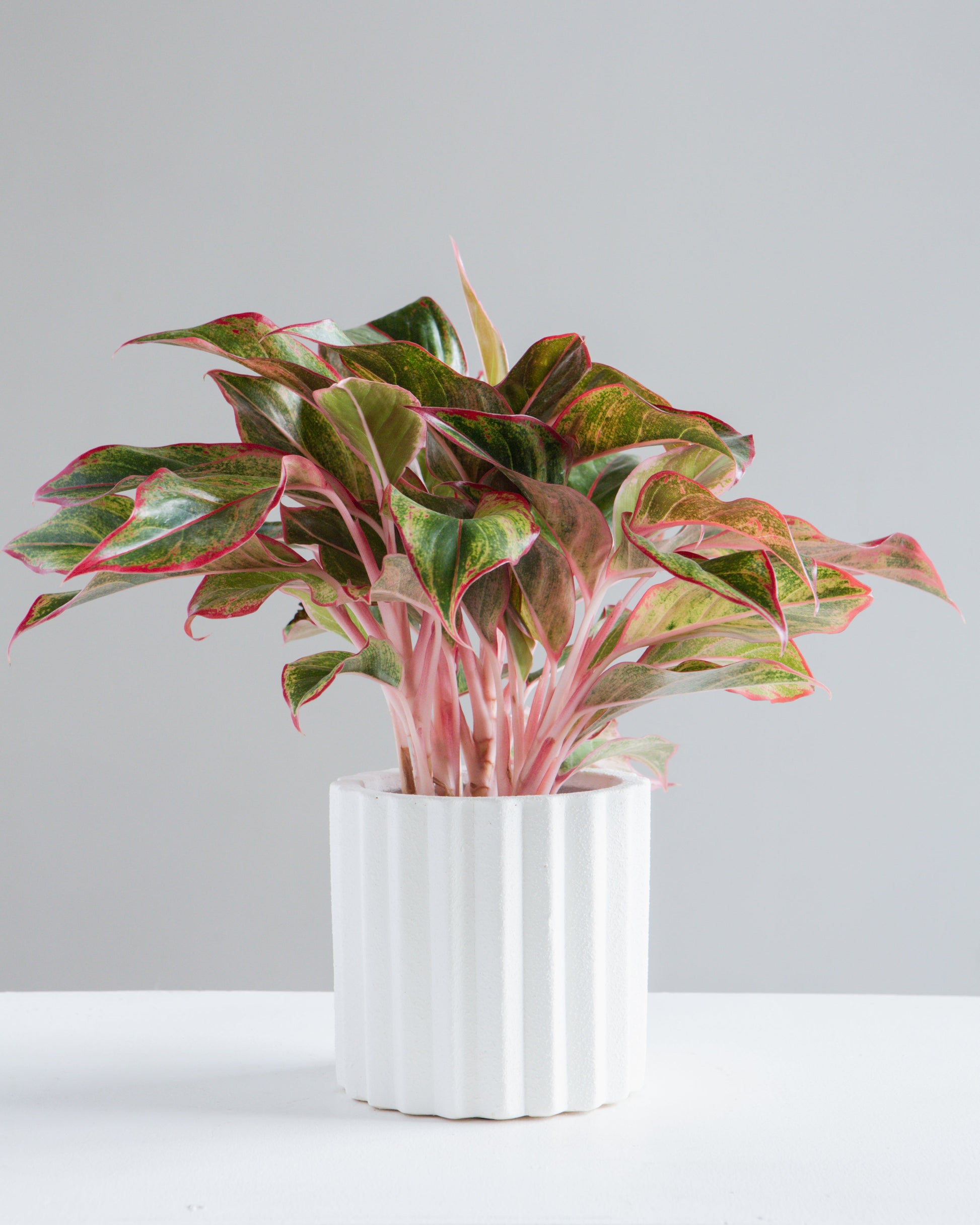Monticello Planter | 5 inch Nursery Pot — empty planter, studio photo — planter for sale by Promise Supply for delivery and pickup in Toronto.