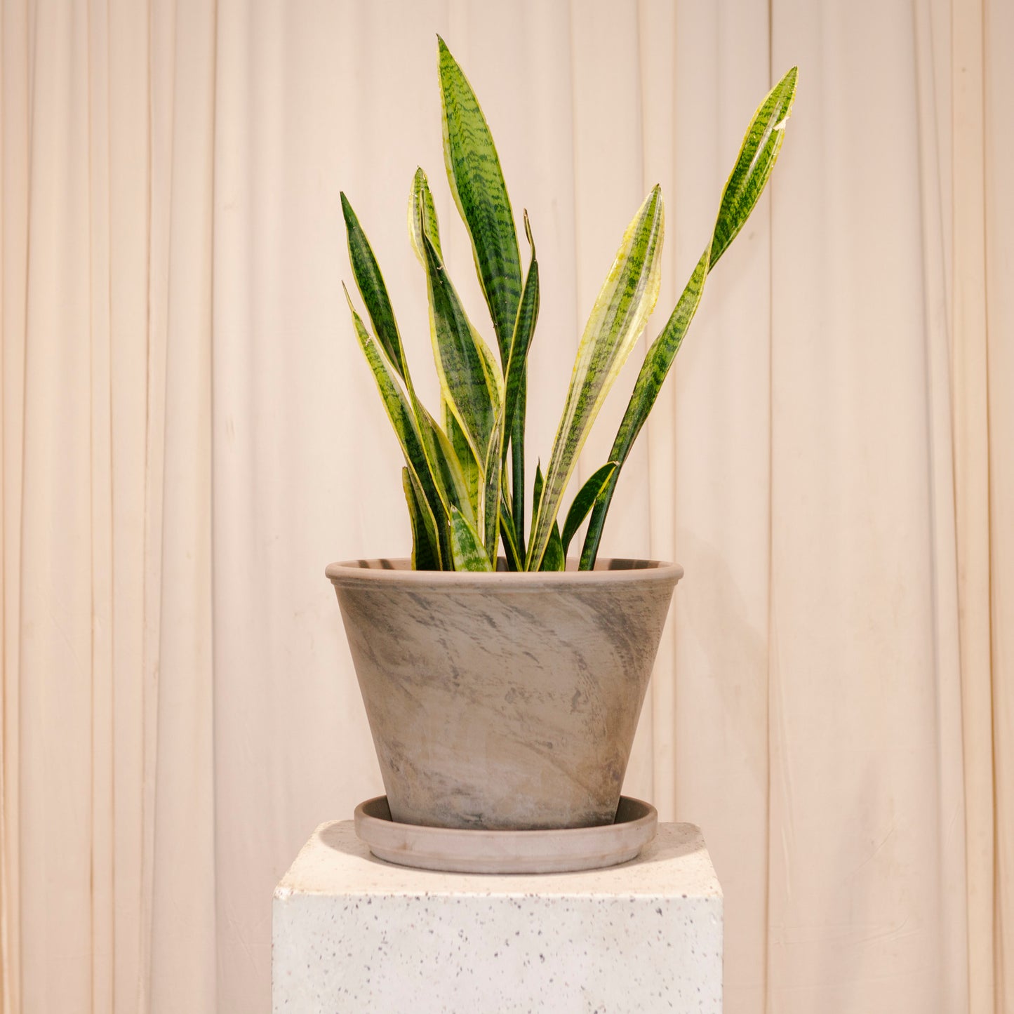 Ora Clay Planter with Drainage | 13 inch Diameter — with plant inside, studio photo — planter for sale by Promise Supply for delivery and pickup in Toronto.