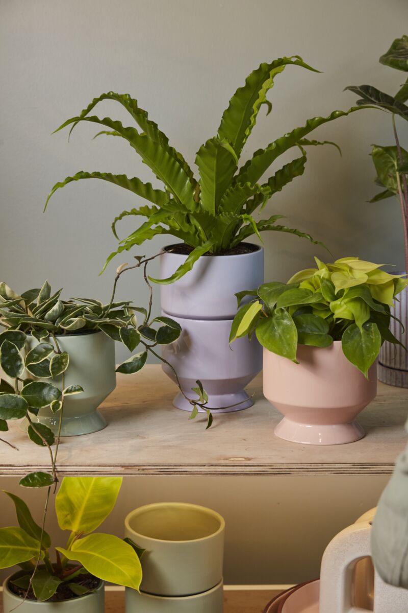 Pasadena Vase Planter | 5 inch Nursery Pot