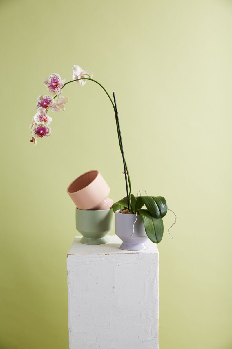 Pasadena Vase Planter | 5 inch Nursery Pot