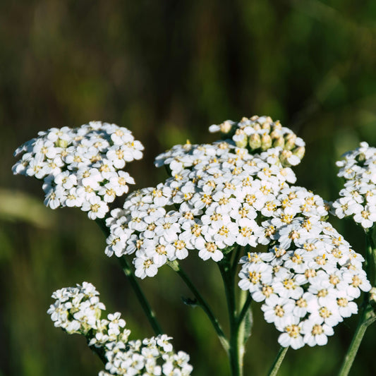 Common Yarrow: Achillea millefolium - 1GAL Pot